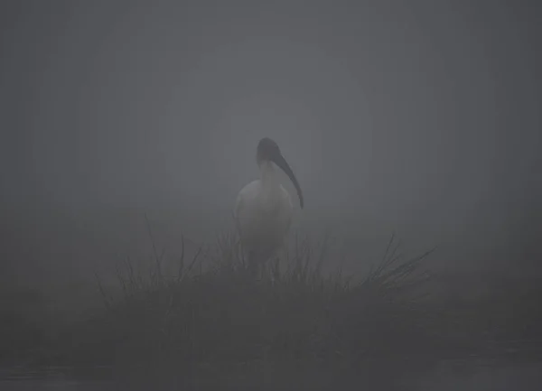 Grande Egret Branco Lago Durante Nevoeiro — Fotografia de Stock