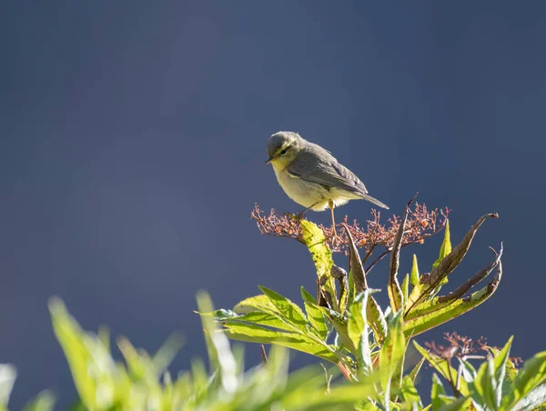Tickell Leaf Warbler Natural Environment — Stockfoto