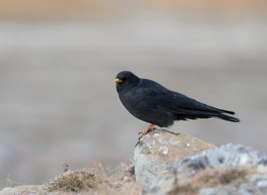 The Alpine chough or yellow-billed chough in natural environment