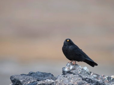 The Alpine chough or yellow-billed chough in natural environment