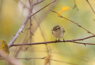 Hume's leaf warbler in forest 