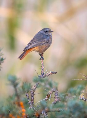 Common redstart on perch 
