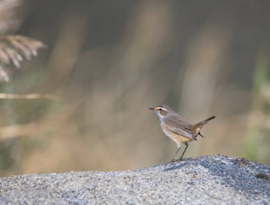 Bluethroat (Luscinia svecica) sitting on the stone 