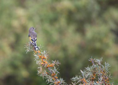 Goldfinch (Carduelis carduelis) on tree brunch  