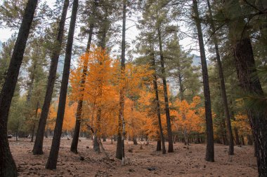 Sonbahar mevsiminde sonbahar ormanı 
