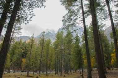 Ağaçlar ve dağlarla dolu güzel bir manzara.