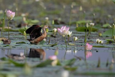 Nilüfer çiçekli küçük ördek.
