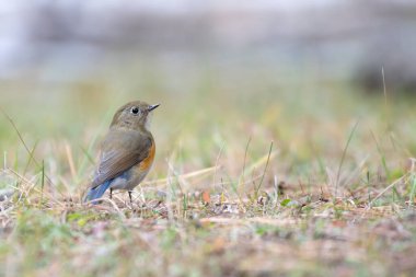 Himalaya mavi kuyruğu ya da Himalaya kırmızı kanatlı çalı bülbülü