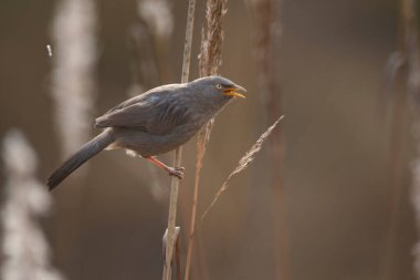 Jungle babbler sitting on a plant 