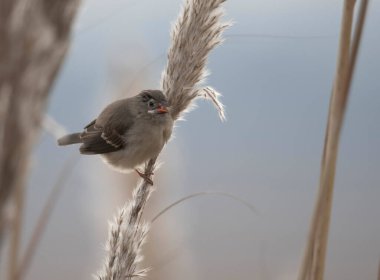  Kırmızı avadavat, munia veya çilek ispinozu (Amandava amandava)