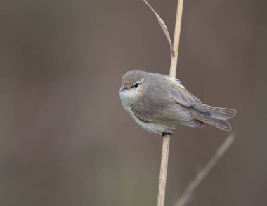 Close-up portrait of a chiffchaff sitting on a branch