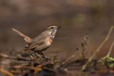 Bluethroat, Luscinia Svecica Sabah sulak alanda