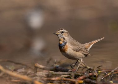 Bluethroat, Luscinia Svecica Sabah sulak alanda