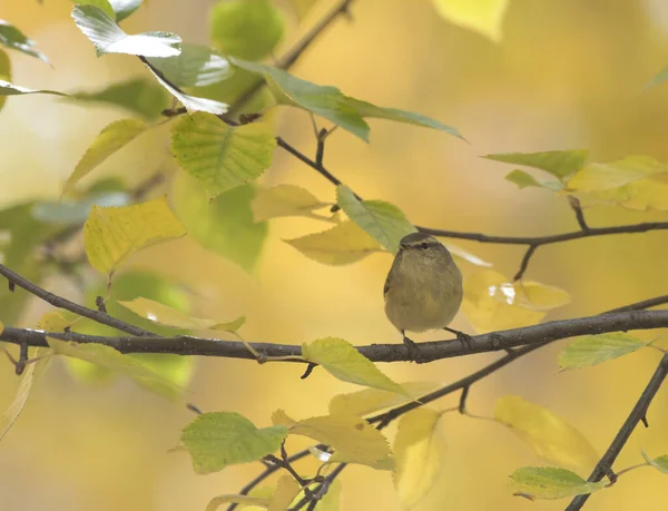Hume Leaf Warbler Forest — Stockfoto