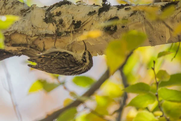 自然を背景に木の幹に座っているユーラシアの美しい鳥 — ストック写真
