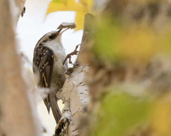 Schöner Vogel Der Eurasischen Baumbesetzer Sitzt Auf Baumstamm Auf Naturhintergrund — Stockfoto