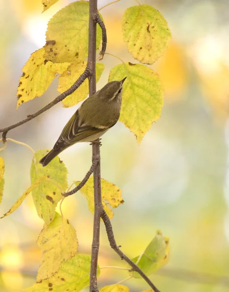 Hume Leaf Warbler Forest — Stockfoto