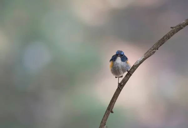 Beautiful Himalayan Bluetail Perch — Fotografia de Stock