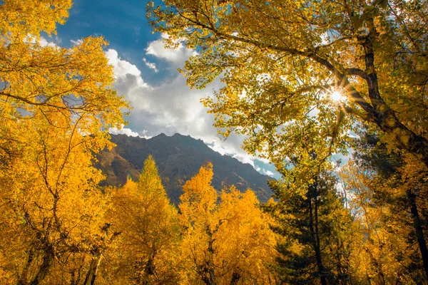 stock image autumn landscape with colorful trees and blue sky 