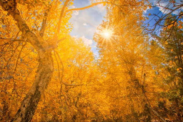 autumn landscape with trees and leaves in sunlight 