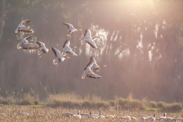 空を飛ぶ鳥の群れ — ストック写真
