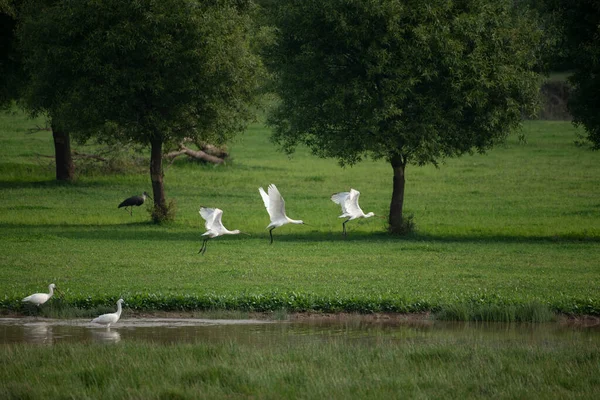Cisnes Blancos Volando Sobre Hierba Verde Cerca Del Lago — Foto de Stock