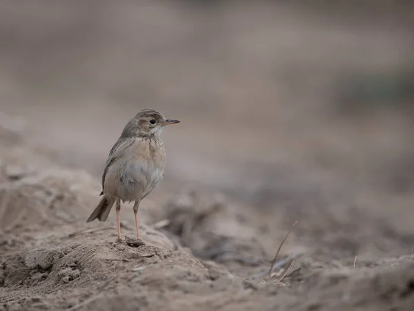 Птах Педдіфілд Шляху Природного Середовища Проживання — стокове фото