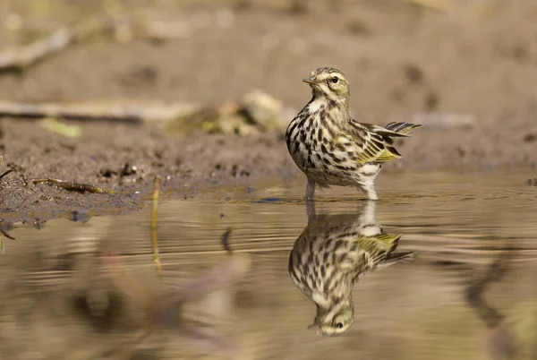Zirkelammer Vogel Trinkt Wasser — Stockfoto