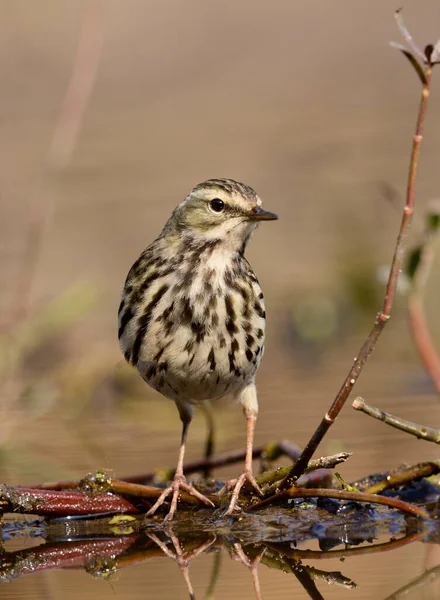 stock image Cirl bunting bird drinking water