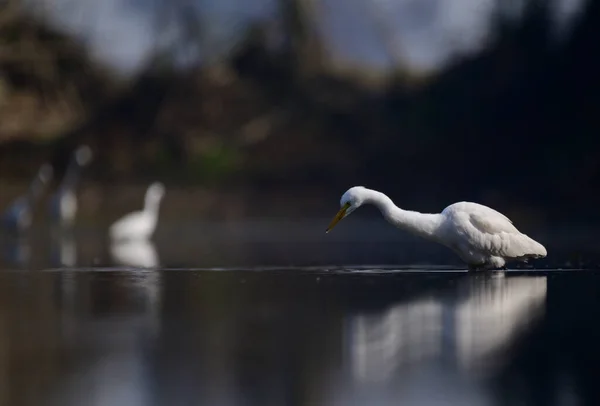White Great Egret Hunting Lake — Stock Photo, Image