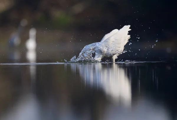 Branco Grande Egret Caça Lago — Fotografia de Stock