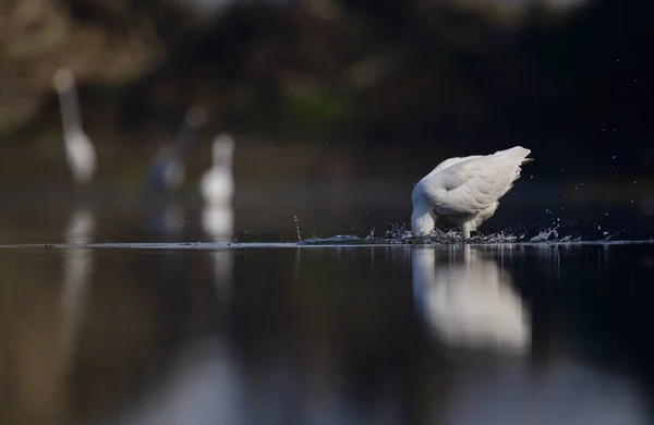白鹭在湖中捕猎 — 图库照片