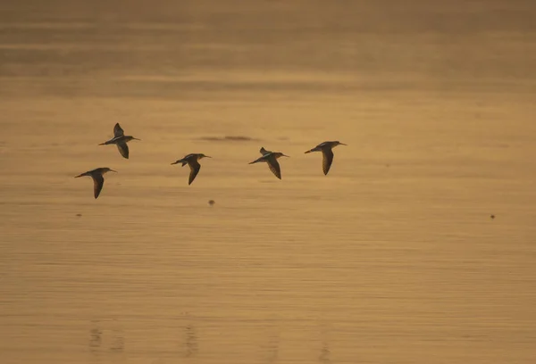 Flock Birds Flying Sunrise — Stock Photo, Image