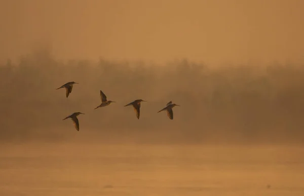 Зграя Птахів Літають Сході Сонця — стокове фото