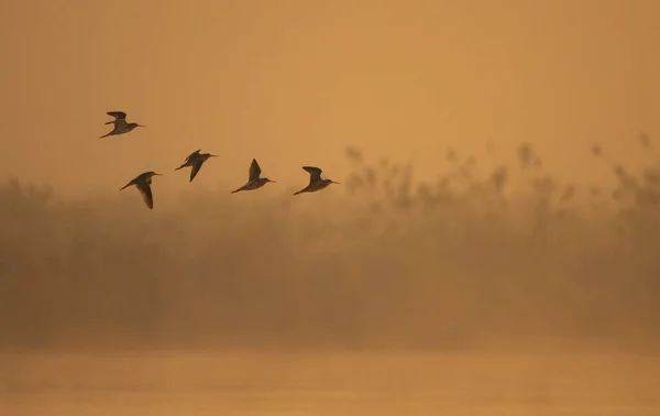 Güneş Doğarken Uçan Kuşlar Sürüsü — Stok fotoğraf
