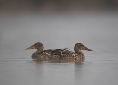 Gölde yüzen ördekler