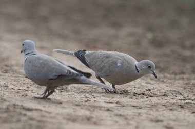 Beyaz başlı martılar yerde yürüyor