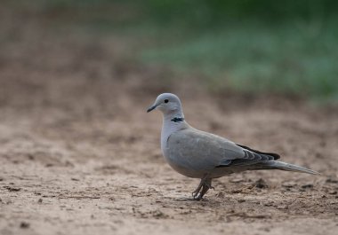 Yerdeki bir piegon kuşunun yakın plan çekimi.