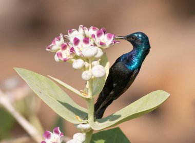 Doğal yaşam alanında Mor Güneş Kuşu (Nectarinia asiatica)