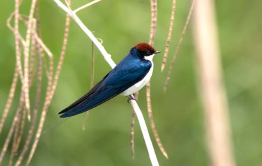 Wire Tailed swallow on perch at natural habitat  clipart