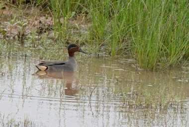 Yeşil kanatlı Teal Duck doğal yaşam alanında.