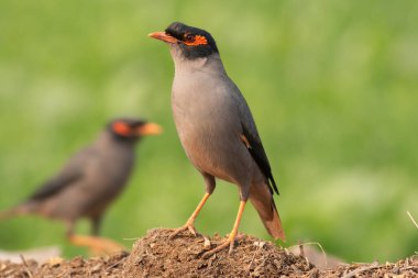 Myna (Acridotheres ginginginianus) doğal ortamında