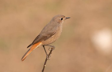 Common redstart female bird on perch