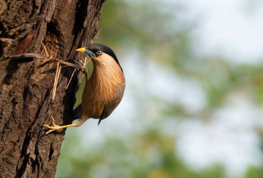 Yellow-throated sparrow in Forest