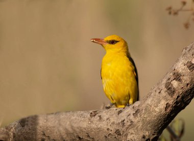 Bir daldaki sarı kuş