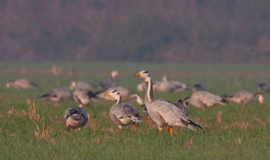 Flock of bar headed geese