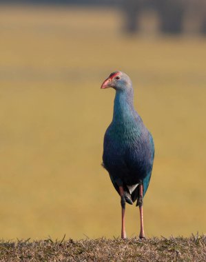 Doğada gri başlı bataklık (Porphyrio poliocephalus) 