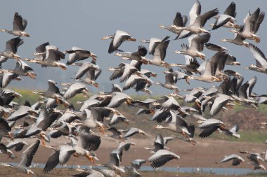 Çubuk sürüsü göl üzerinde uçan kaz sürüsü