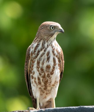 Shikra - Accipiter badius kuşu