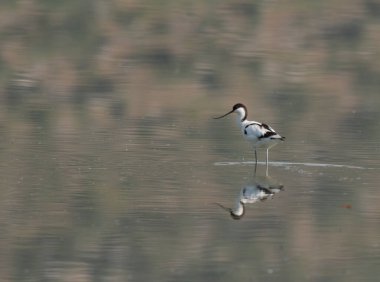 Suda bulunan avocet (yinelenen avosetta) kuşu
